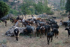 Troupeau de chèvres