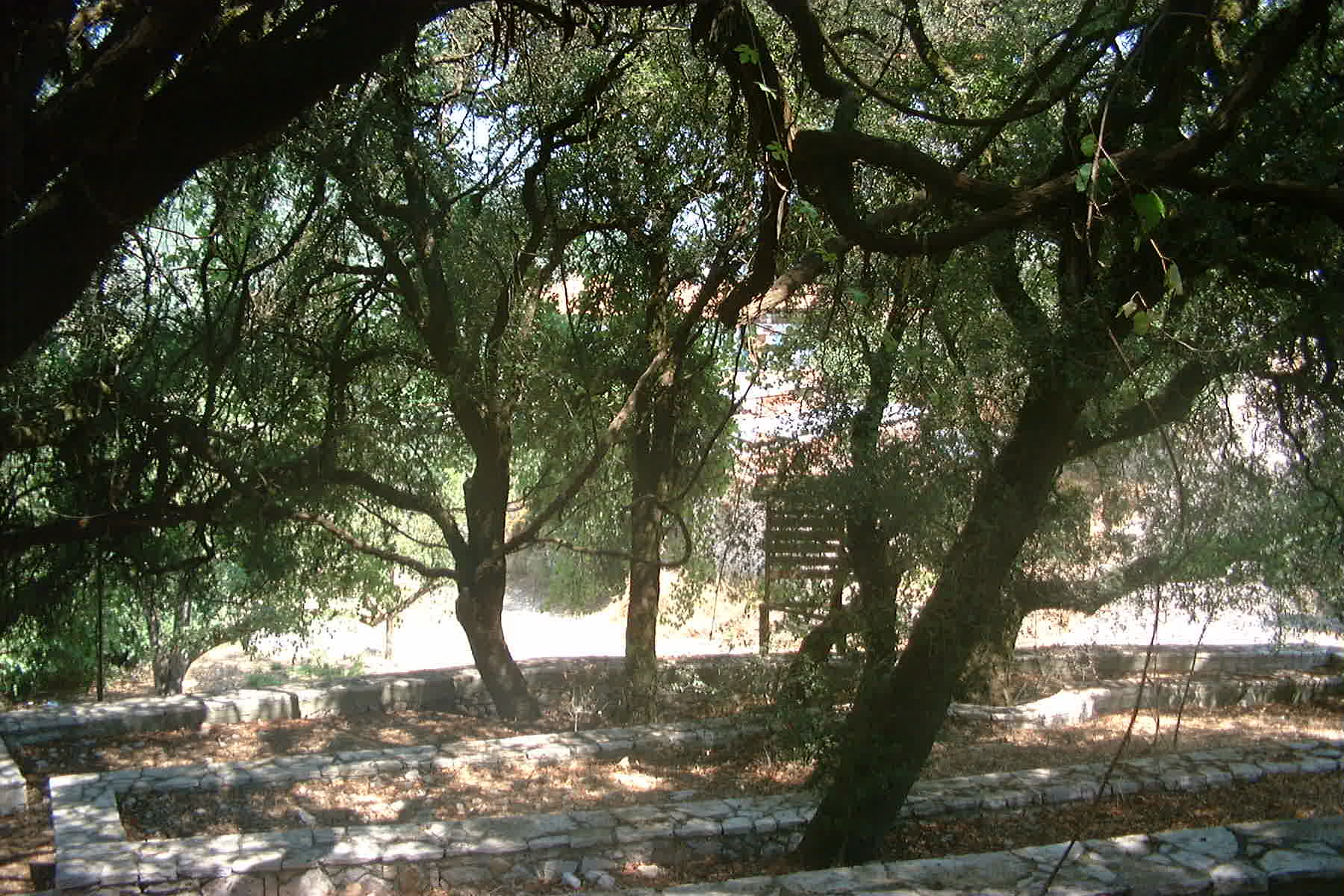 Vigne de posanias1.jpg
