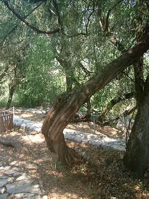 Vigne de posanias2.jpg