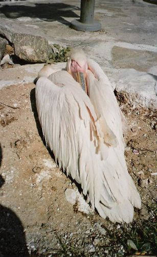 pelican.jpg