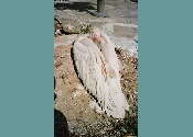 pelican.jpg