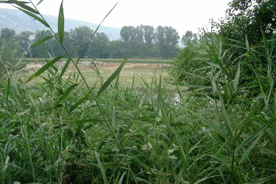 Vallée du Nestos - Le Nestos dans les bambous