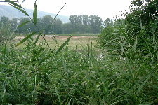 Vallée du Nestos - Le Nestos dans les bambous