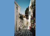 lefkes4.jpg
