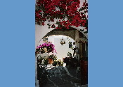 lefkes5.jpg
