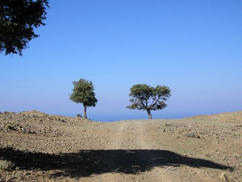 Arbres, ciel et mer
