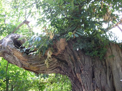 Hippopotame en bois