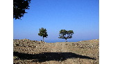 Arbres, ciel et mer